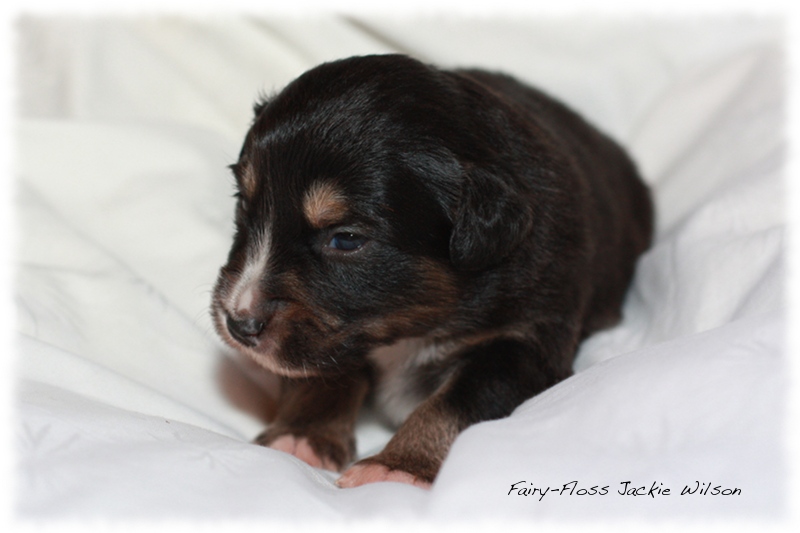 Mini Aussie Welpen - Beauty und Splash