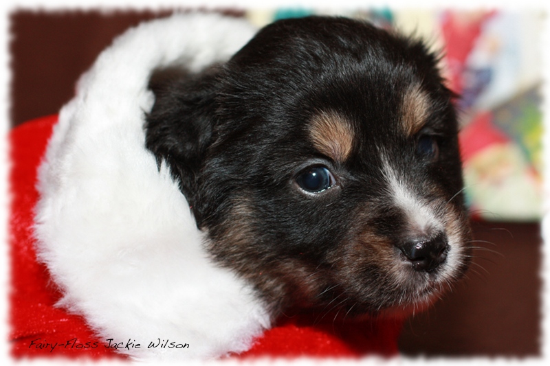 Mini Aussie Welpen - Beauty und Splash