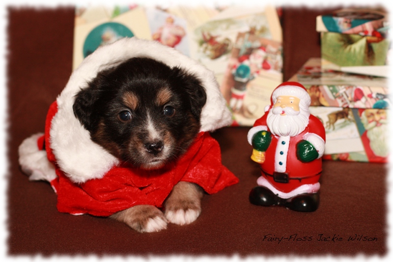 Mini Aussie Welpen - Beauty und Splash