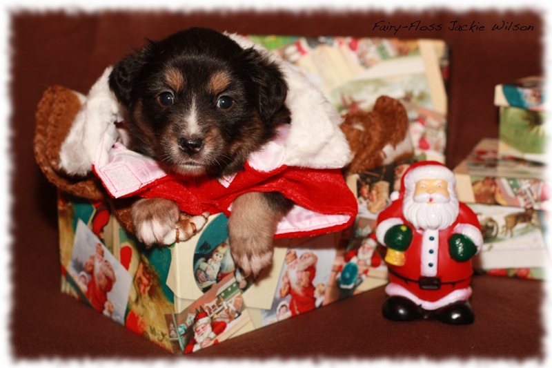 Mini Aussie Welpen - Beauty und Splash