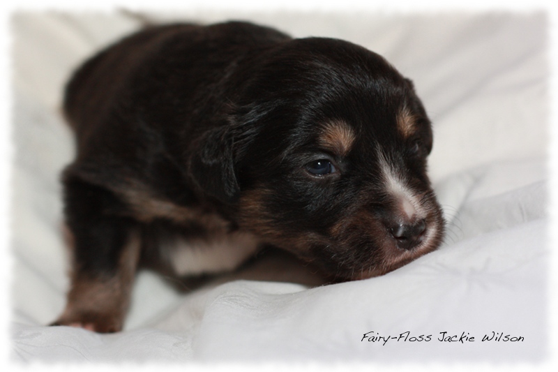 Mini Aussie Welpen - Beauty und Splash