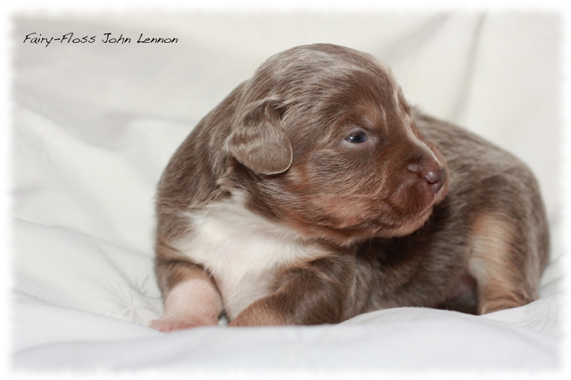 Mini Aussie Welpen - Beauty und Splash