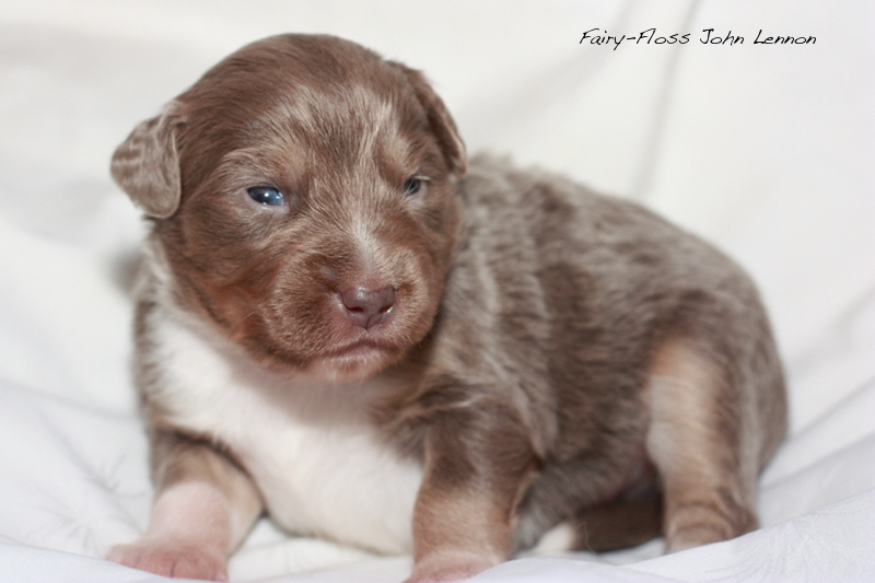 Mini Aussie Welpen - Beauty und Splash