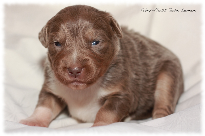 Mini Aussie Welpen - Beauty und Splash