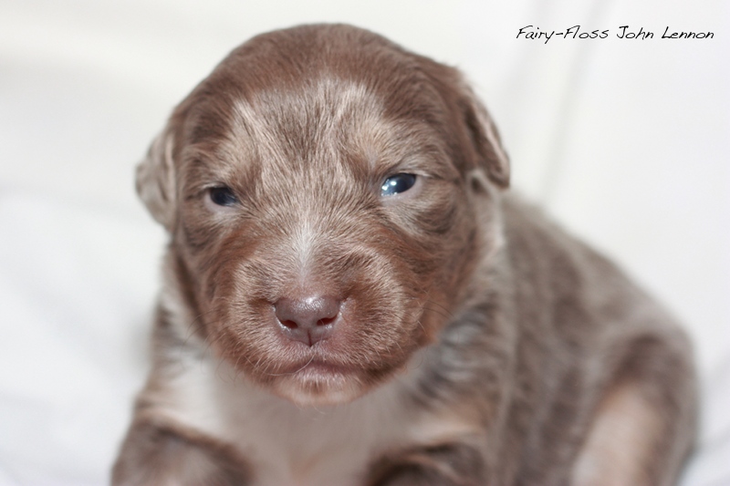 Mini Aussie Welpen - Beauty und Splash