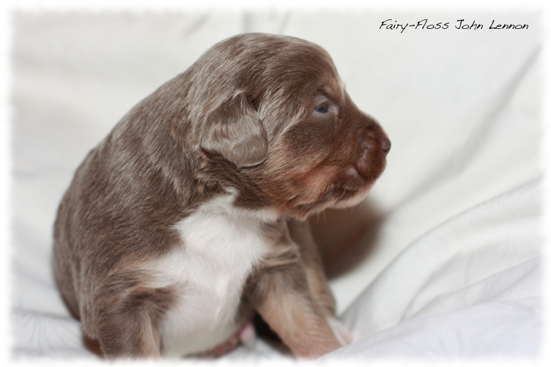 Mini Aussie Welpen - Beauty und Splash