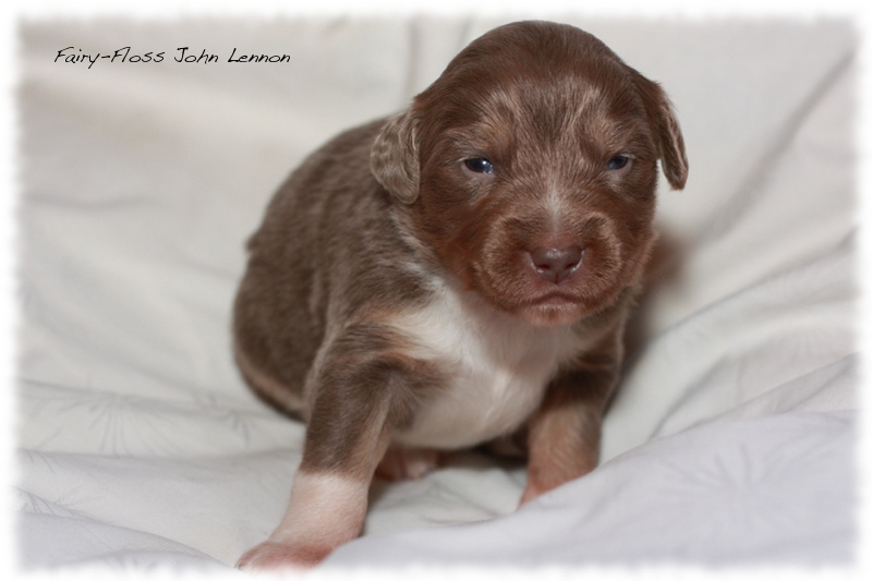 Mini Aussie Welpen - Beauty und Splash