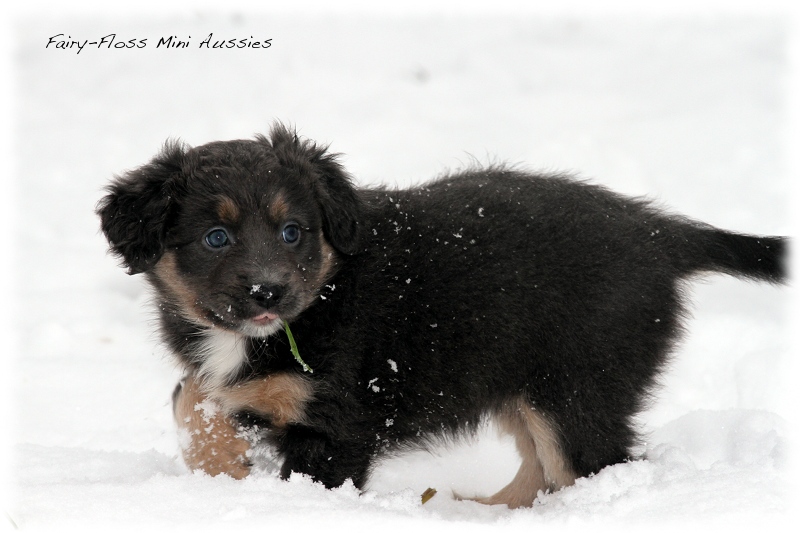 Mini Aussie Welpen - 6 Wochen - beim Spielen im Schnee