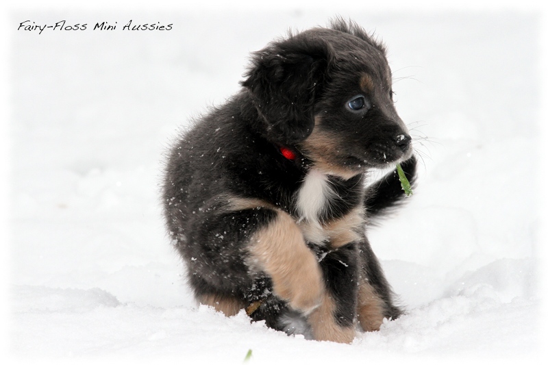 Mini Aussie Welpen - 6 Wochen - beim Spielen im Schnee