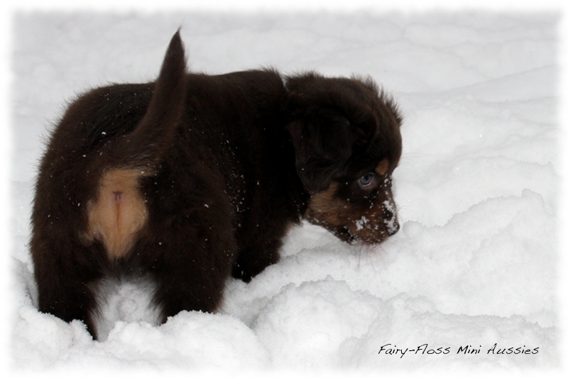 Mini Aussie Welpen - 6 Wochen - beim Spielen im Schnee