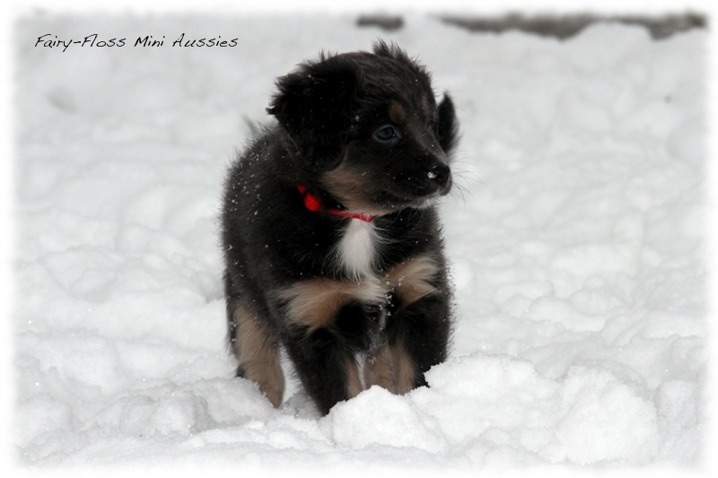 Mini Aussie Welpen - 6 Wochen - beim Spielen im Schnee