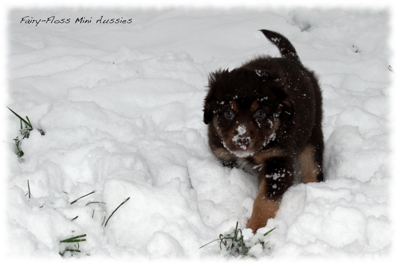 Mini Aussie Welpen - 6 Wochen - beim Spielen im Schnee