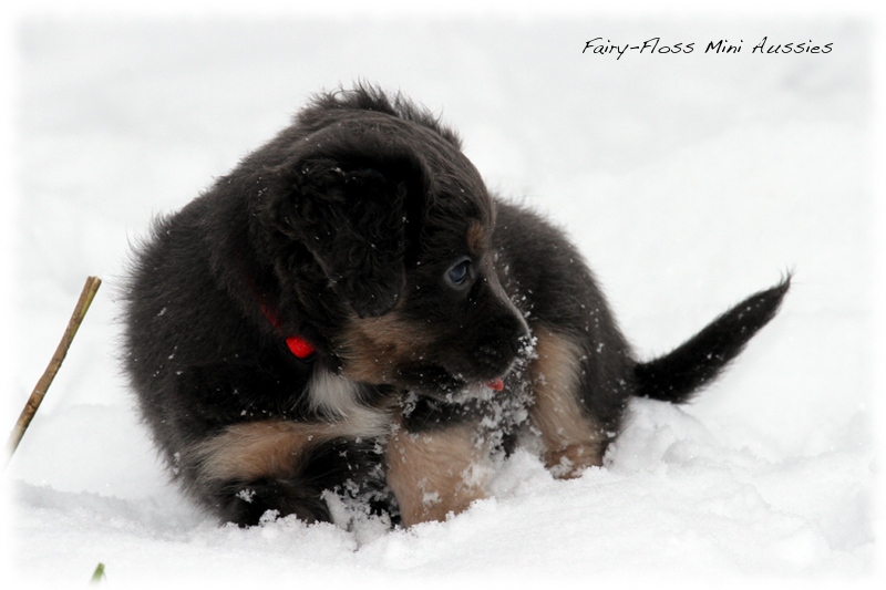 Mini Aussie Welpen - 6 Wochen - beim Spielen im Schnee