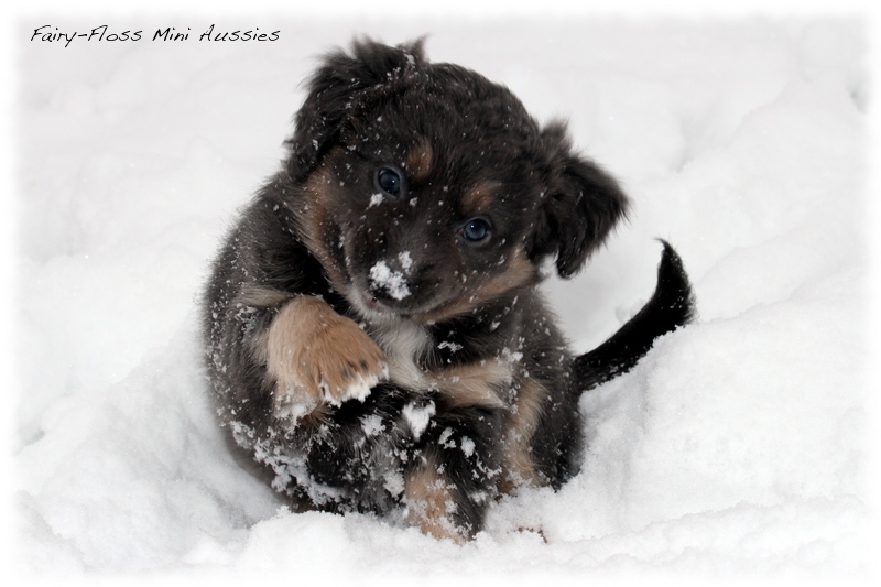 Mini Aussie Welpen - 6 Wochen - beim Spielen im Schnee