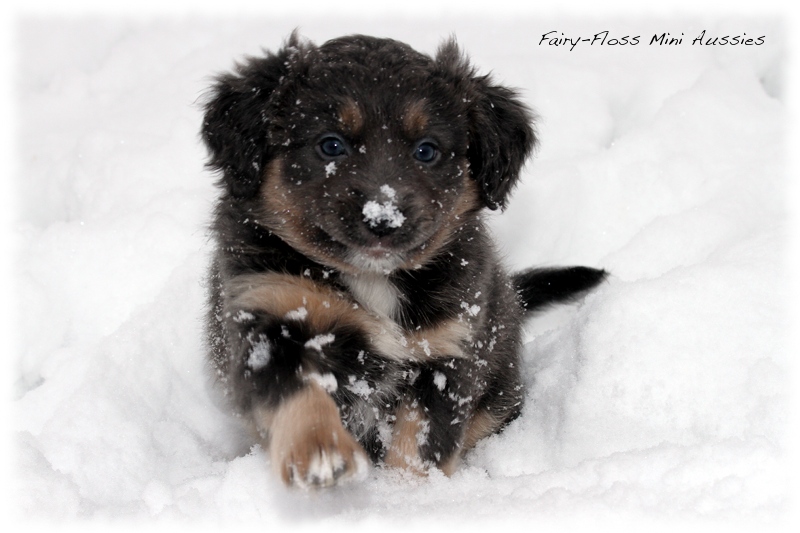 Mini Aussie Welpen - 6 Wochen - beim Spielen im Schnee