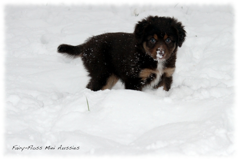 Mini Aussie Welpen - 6 Wochen - beim Spielen im Schnee