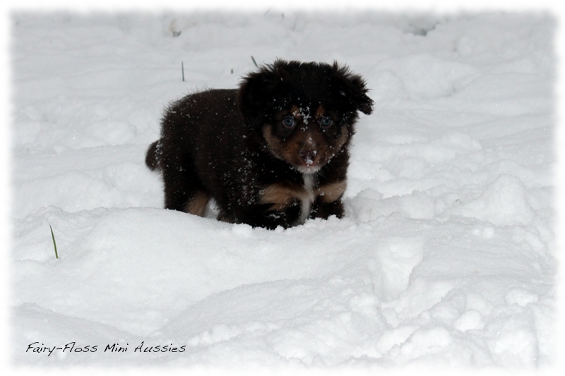 Mini Aussie Welpen - 6 Wochen - beim Spielen im Schnee