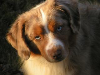 Southern Cross' I'm a Splash Man - red merle Mini Aussie Deckrüde