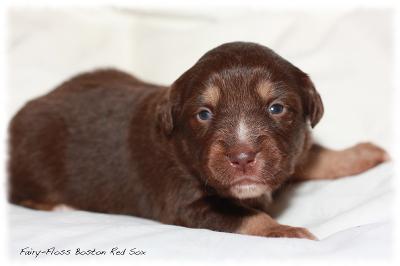 Mini Aussie Welpen - Beauty und Splash