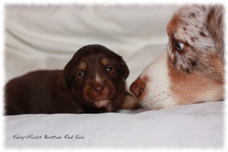 Mini Aussie Welpen - Beauty und Splash