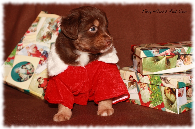 Mini Aussie Welpen - Beauty und Splash