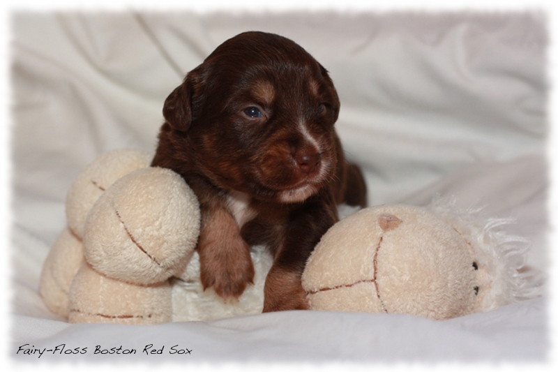 Mini Aussie Welpen - Beauty und Splash