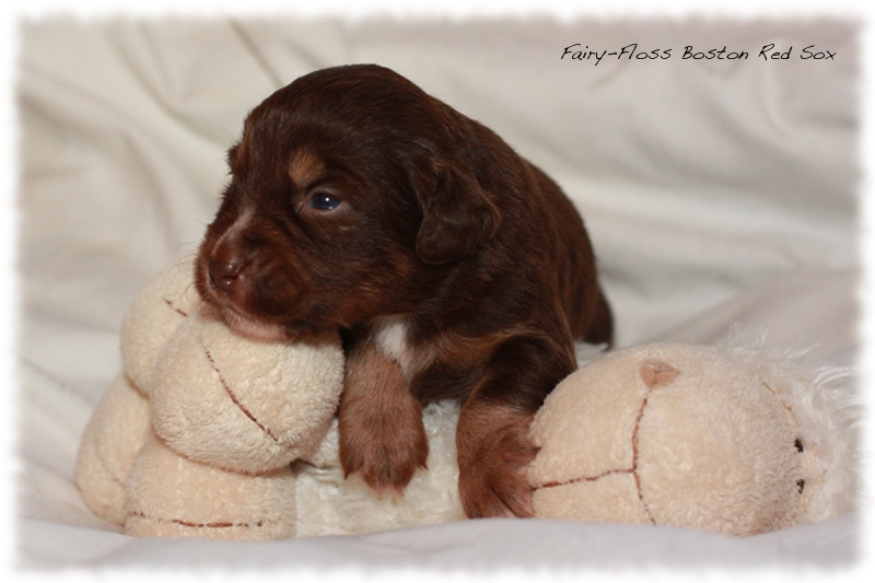 Mini Aussie Welpen - Beauty und Splash