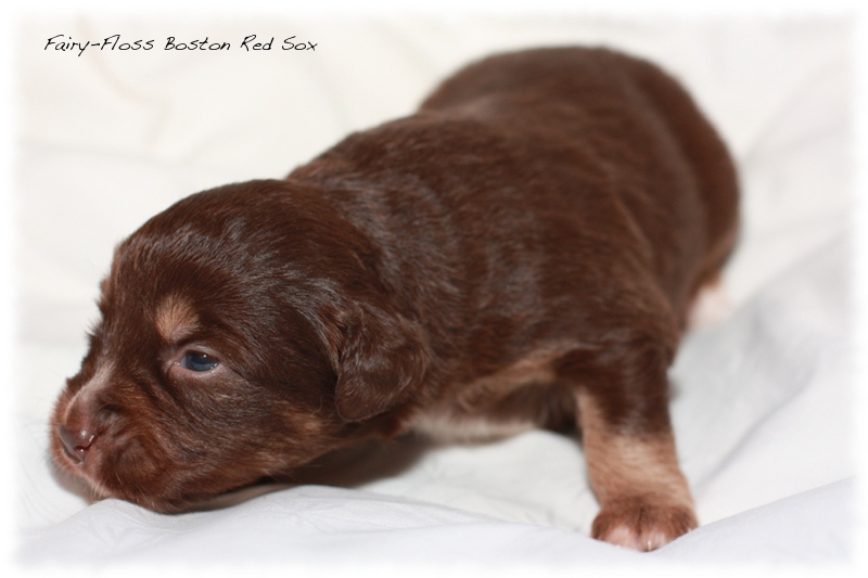 Mini Aussie Welpen - Beauty und Splash