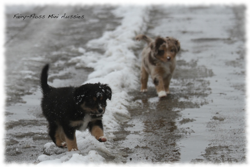 Mini Aussie Welpen - 6 Wochen - beim Spielen im Schnee