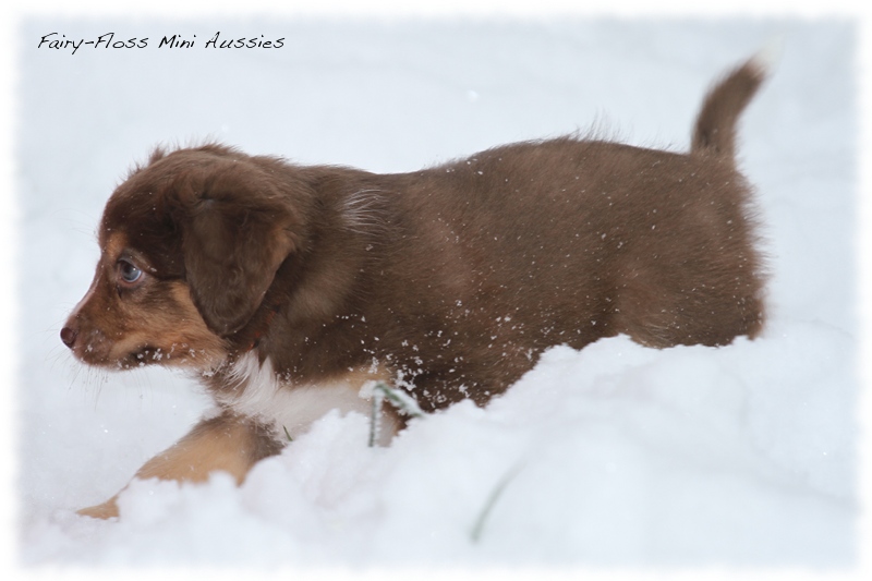 Mini Aussie Welpen - 6 Wochen - beim Spielen im Schnee