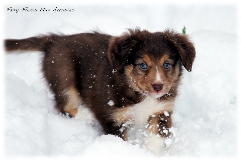 Mini Aussie Welpen - 6 Wochen - beim Spielen im Schnee