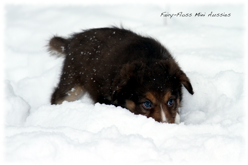 Mini Aussie Welpen - 6 Wochen - beim Spielen im Schnee