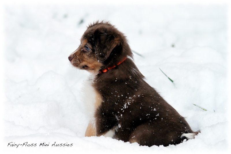 Mini Aussie Welpen - 6 Wochen - beim Spielen im Schnee