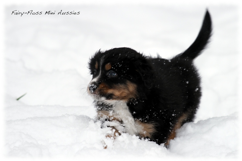 Mini Aussie Welpen - 6 Wochen - beim Spielen im Schnee