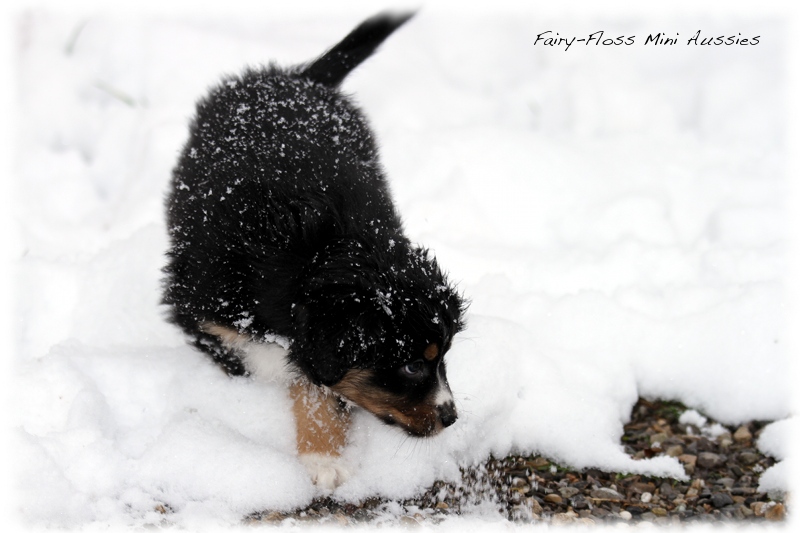 Mini Aussie Welpen - 6 Wochen - beim Spielen im Schnee