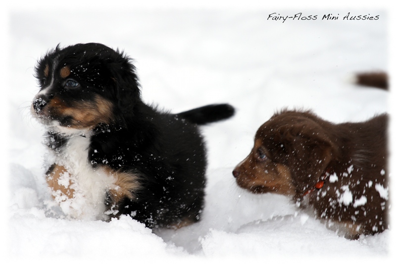 Mini Aussie Welpen - 6 Wochen - beim Spielen im Schnee