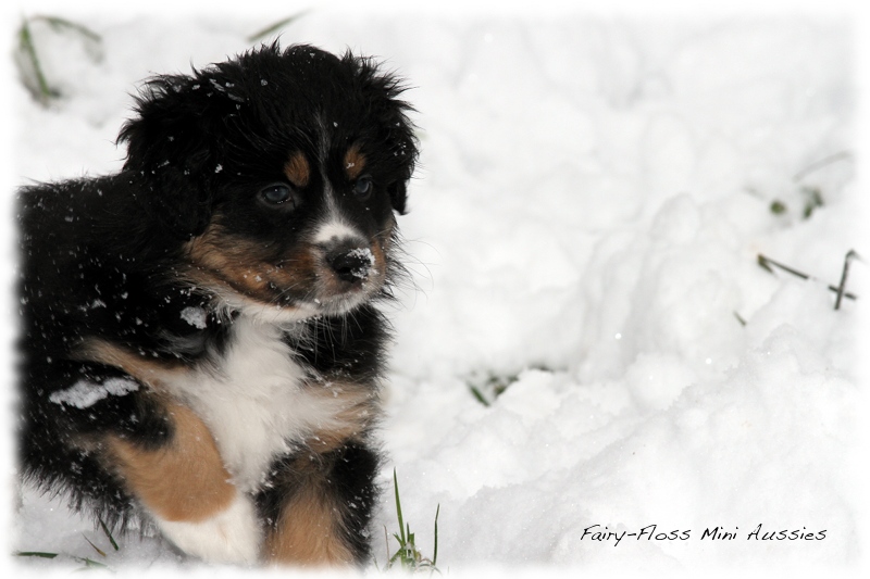 Mini Aussie Welpen - 6 Wochen - beim Spielen im Schnee