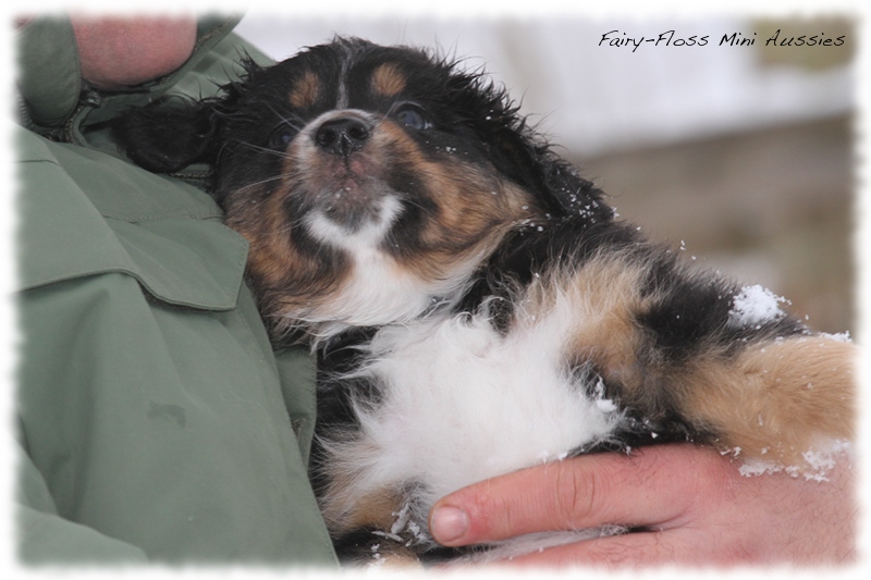 Mini Aussie Welpen - 6 Wochen - beim Spielen im Schnee