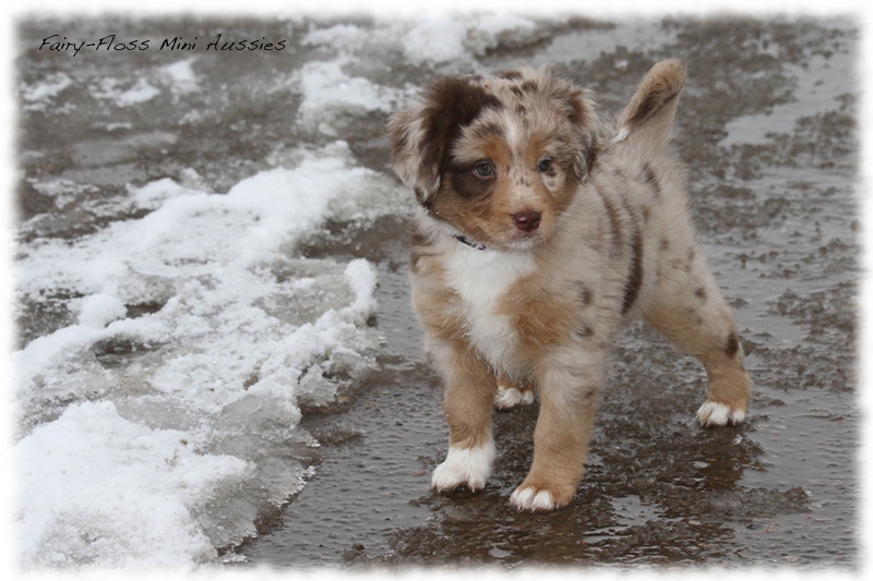 Mini Aussie Welpen - 6 Wochen - beim Spielen im Schnee