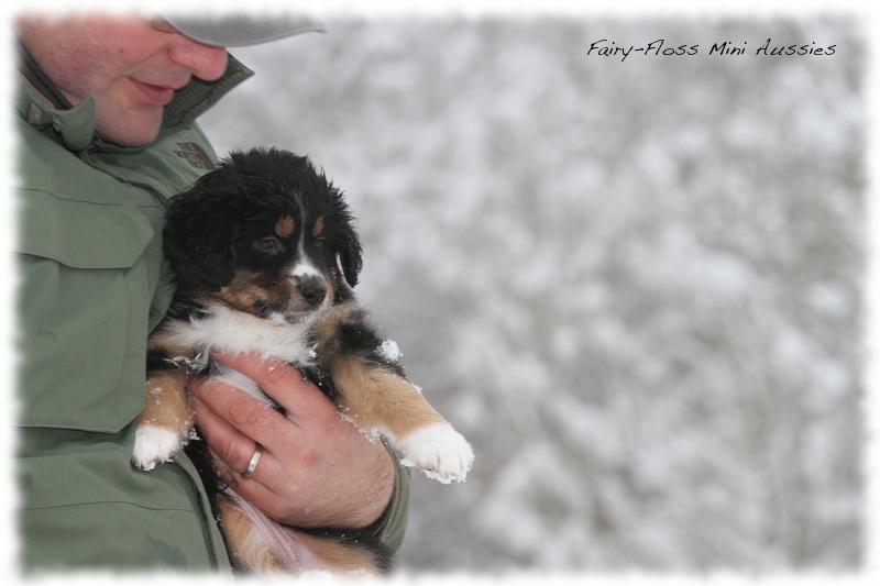 Mini Aussie Welpen - 6 Wochen - beim Spielen im Schnee