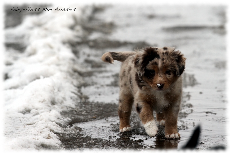 Mini Aussie Welpen - 6 Wochen - beim Spielen im Schnee