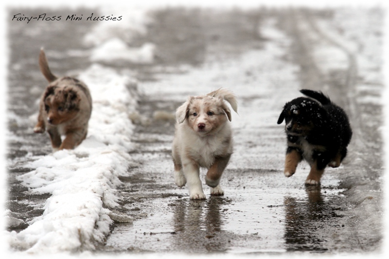 Mini Aussie Welpen - 6 Wochen - beim Spielen im Schnee