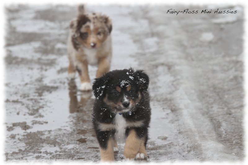 Mini Aussie Welpen - 6 Wochen - beim Spielen im Schnee