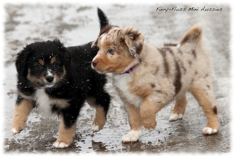 Mini Aussie Welpen - 6 Wochen - beim Spielen im Schnee