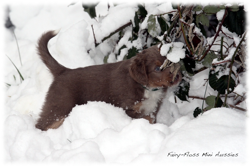 Mini Aussie Welpen - 6 Wochen - beim Spielen im Schnee