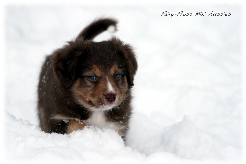 Mini Aussie Welpen - 6 Wochen - beim Spielen im Schnee