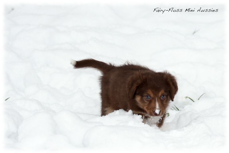 Mini Aussie Welpen - 6 Wochen - beim Spielen im Schnee