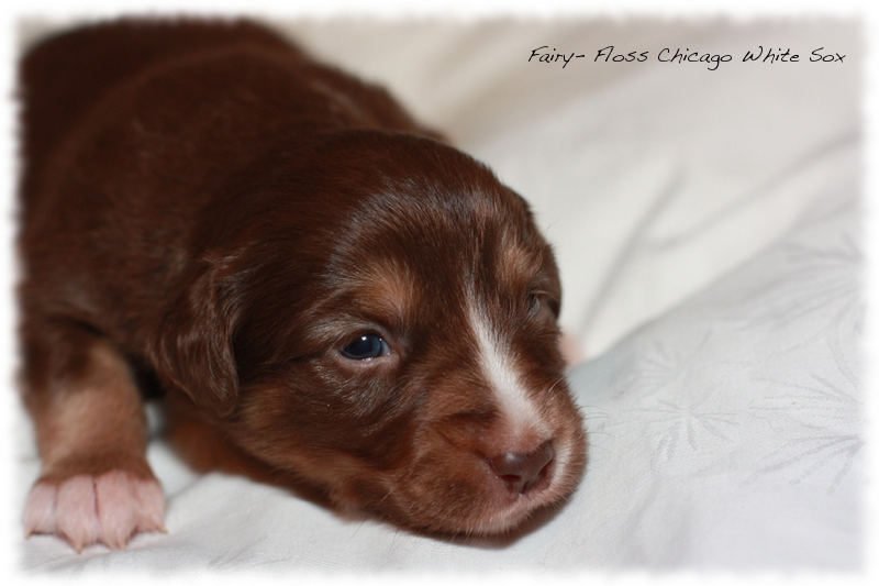 Mini Aussie Welpen - Beauty und Splash