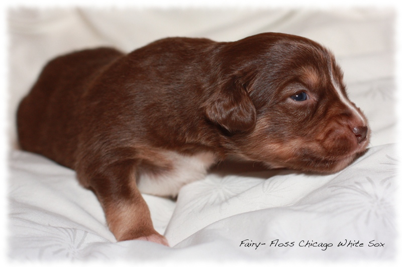 Mini Aussie Welpen - Beauty und Splash