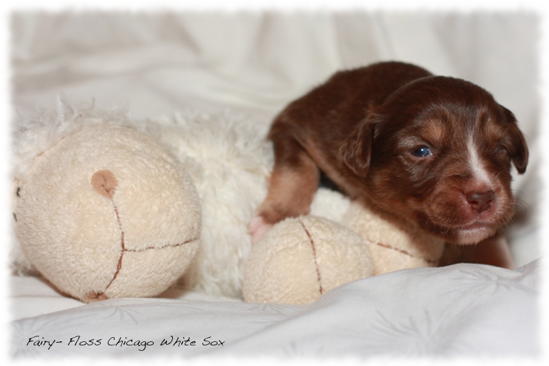 Mini Aussie Welpen - Beauty und Splash